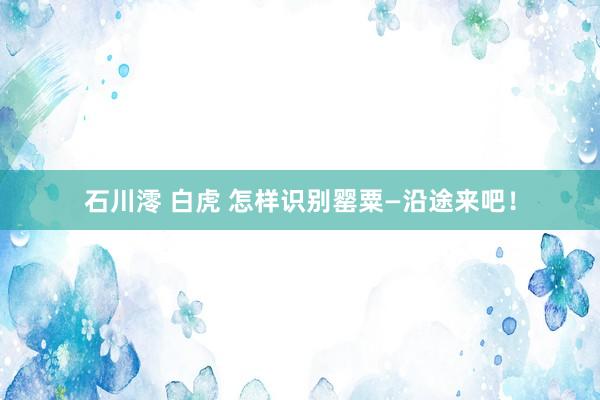 石川澪 白虎 怎样识别罂粟—沿途来吧！